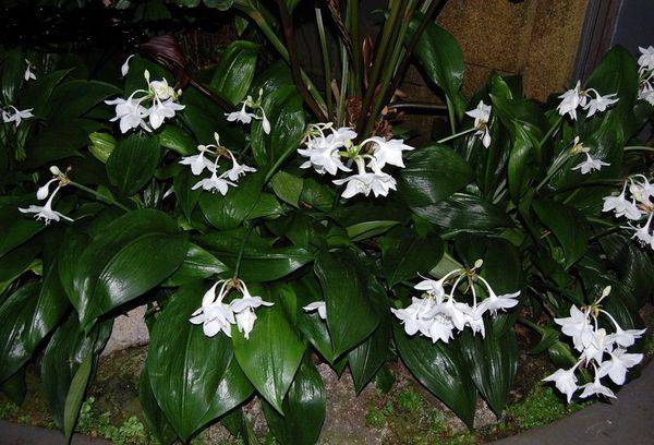 Delicate and stylish eucharis