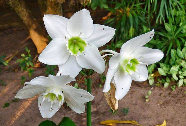 Eucharis is snow-white