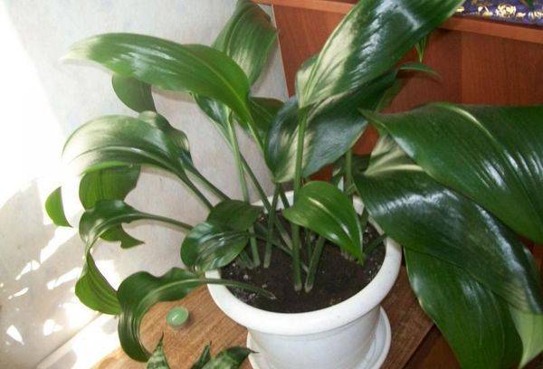 Amazonian Lily