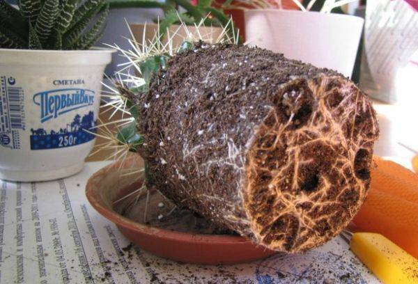 Cactus transplant