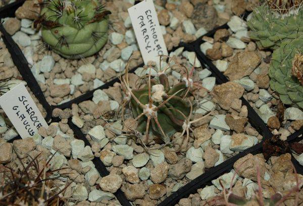 Echinocactus Parry
