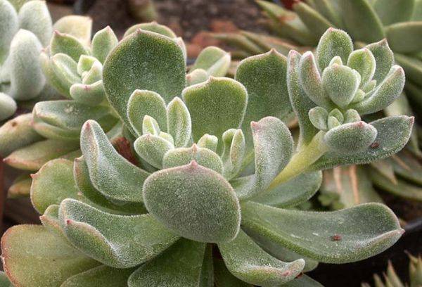 Echeveria pulvinate (spilvens)