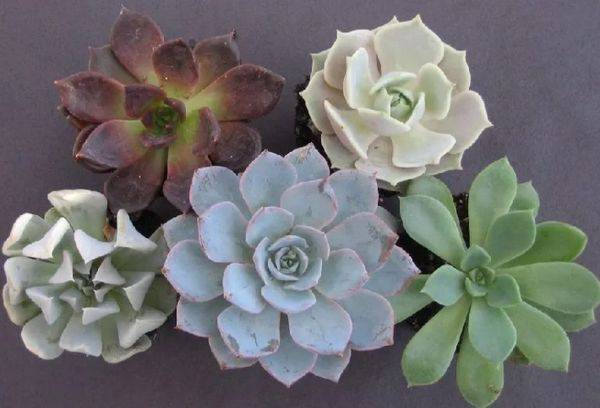 Echeveria bez stumbra