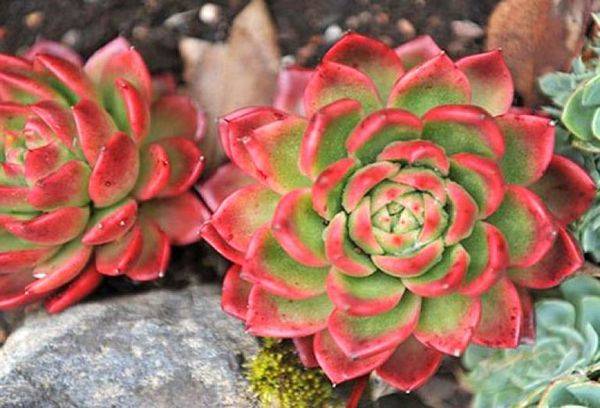 Echeveria izcili giva