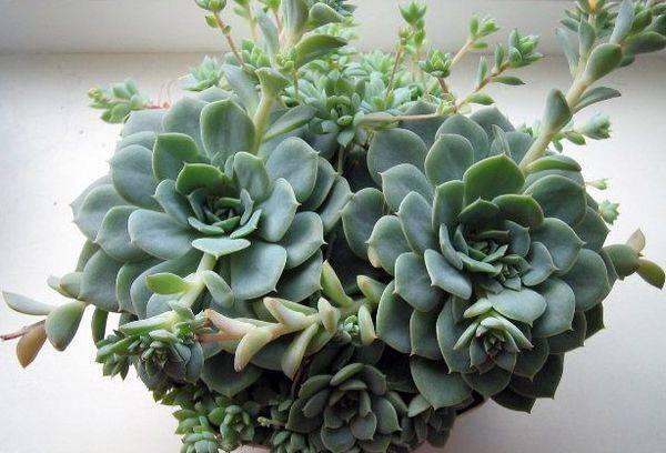 Kuprītis krāsas Echeveria