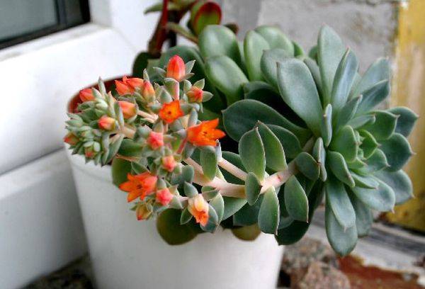 Echeveria graciozs