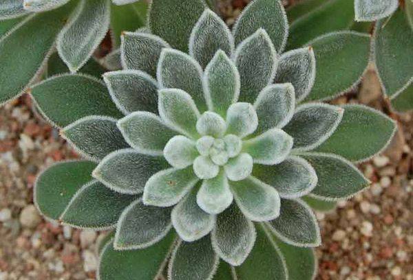 Echeveria baltspalvainais