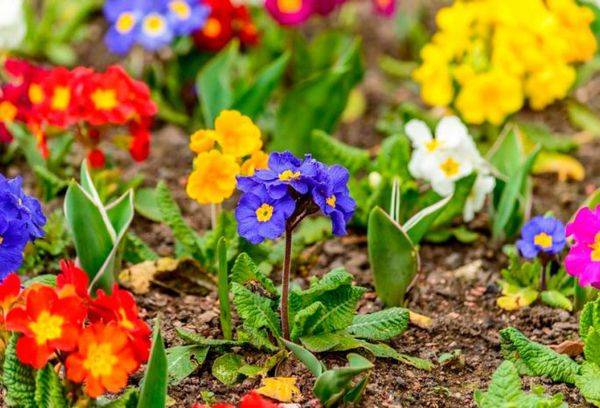Garden primrose