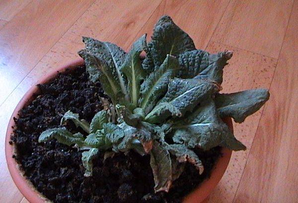 Primrose withered