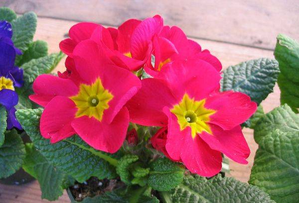 Chinese primrose