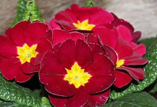 Primrose is mutable