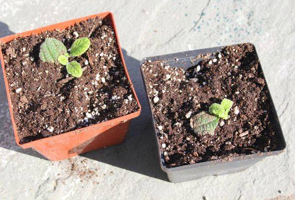 Flower sprouts