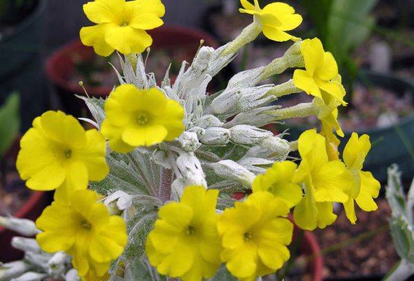 Spring primrose