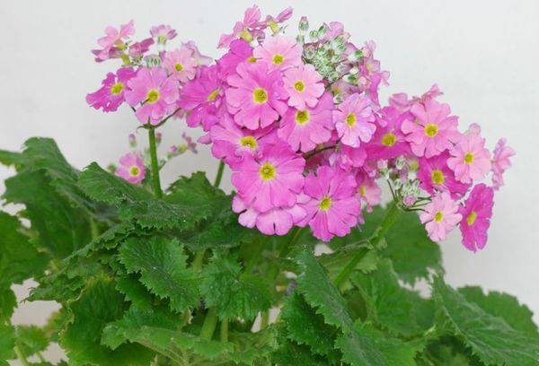The primrose is soft (soft)