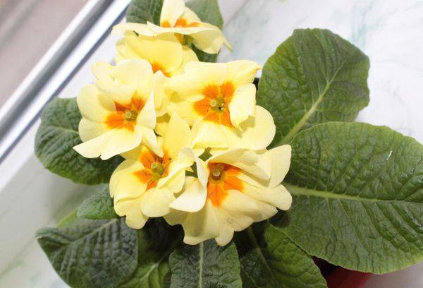 Primrose ordinary (stemless)