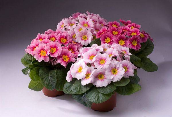 Indoor flowers
