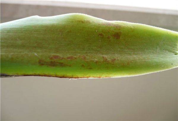 Yucca auga slimības un kaitēkļi