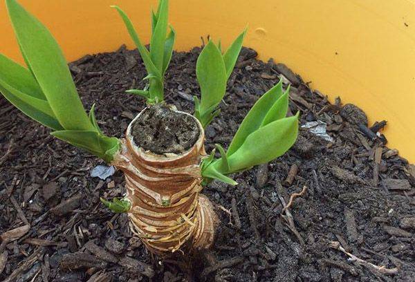 Jauni asni vecā Yucca stumbrā
