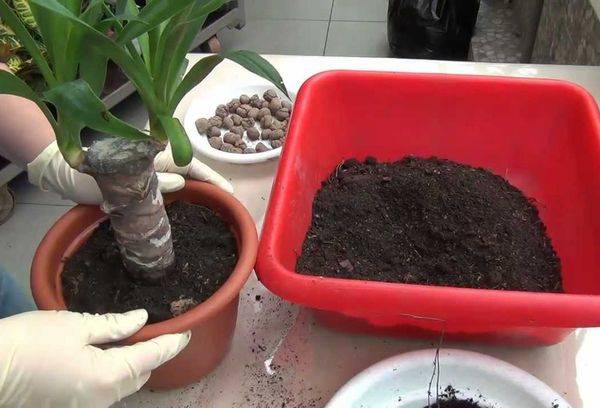 Yucca pārstādīšana