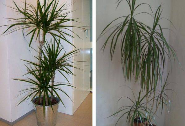Bārkstis dracaena