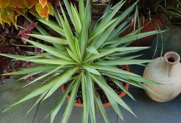 Yucca puķu podā