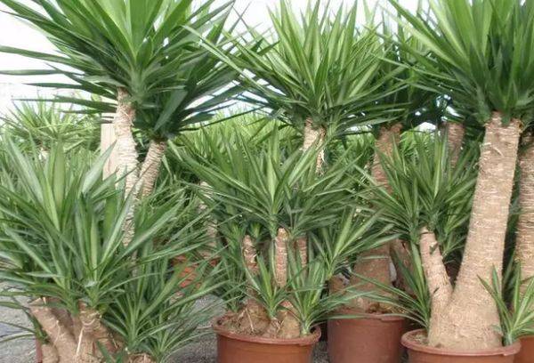 Yucca Ivory Jewel