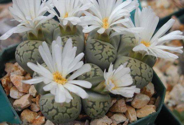 Lithops Beautiful
