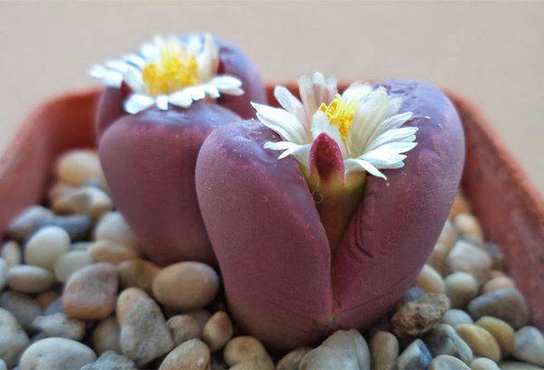 Lithops (live stones)