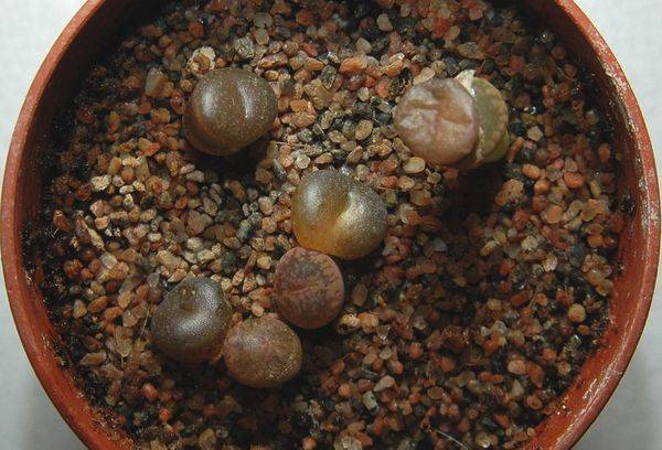 Lithops (live stones)