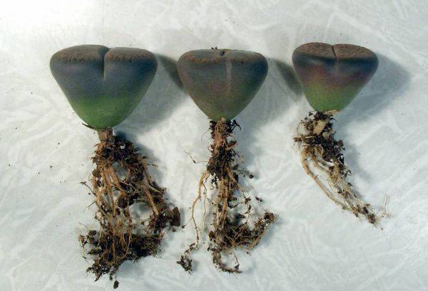 Cuttings of Lithops
