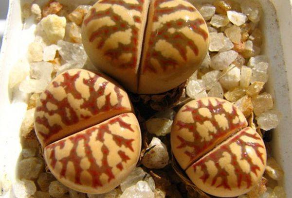 Flower living stone