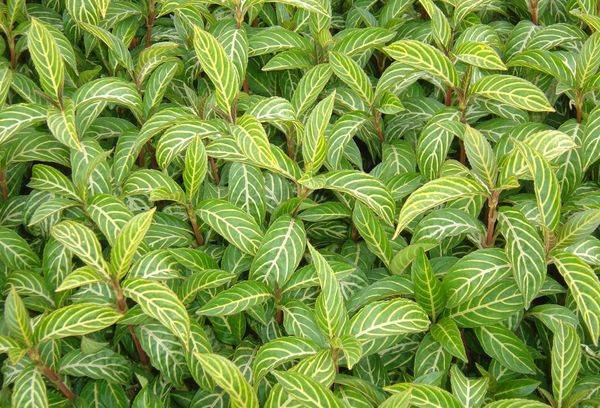 Fine-leaved sanchezia