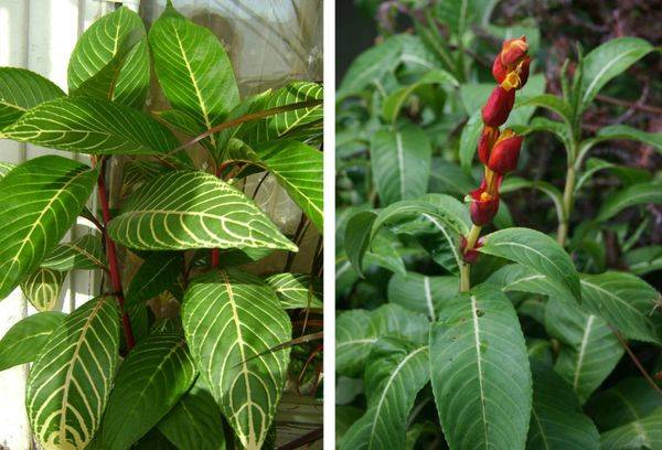 Plant of venice