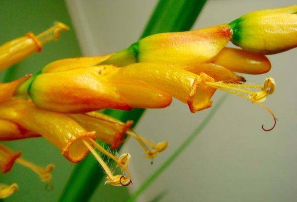 Flowers of Sanchezia