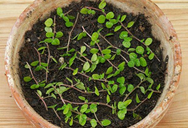 Propagation of solyoli by seeds