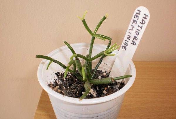 Hatiora breeding