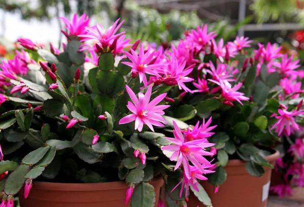Hatiora pink