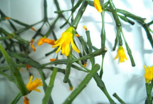 Yellow flowers of a plant
