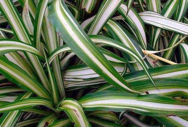 Chlorophytum crested Vittatum