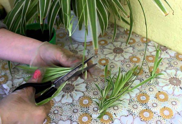 Transplantation and reproduction of Chlorophytum