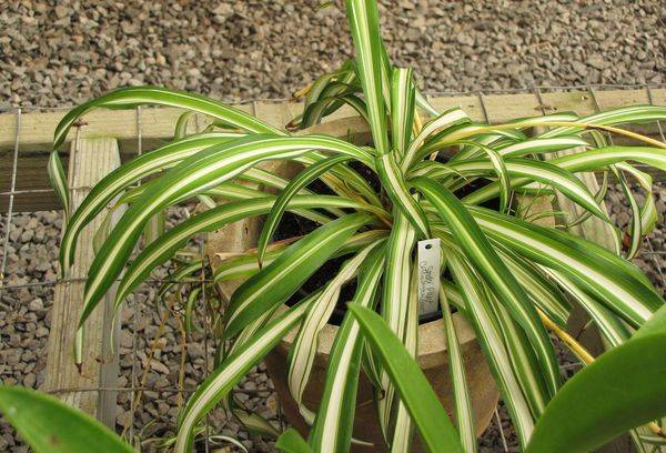 Chlorophytum cultivation