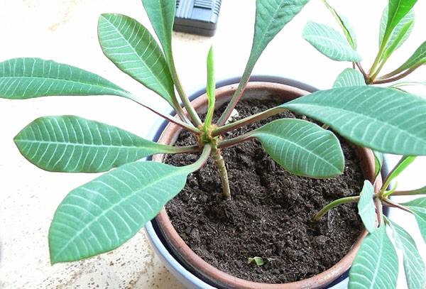 Vaislas milkweed baltā vēdera