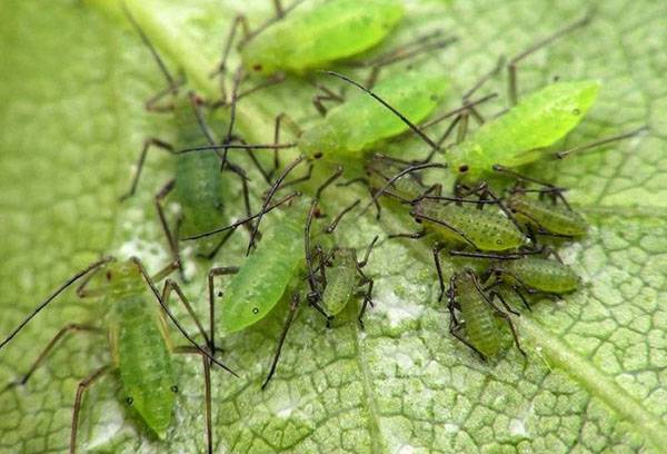Green aphid