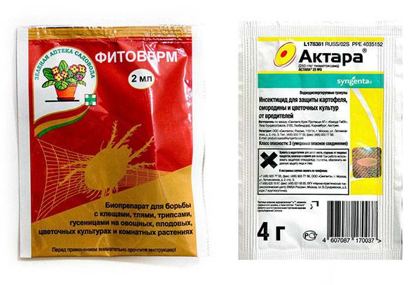 Aphids