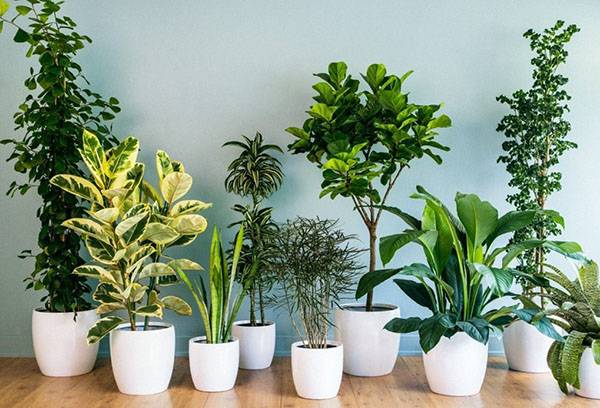 Healthy indoor plants