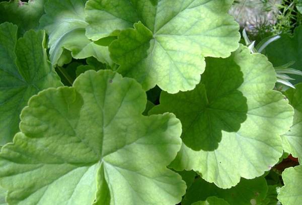 Pelargonija lapas