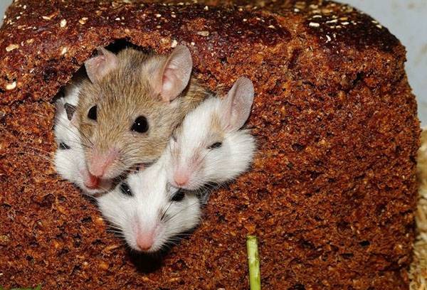 Mice in bread