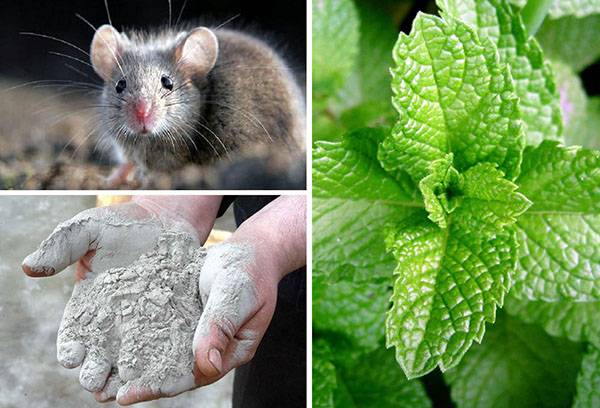 Folk remedies for mice