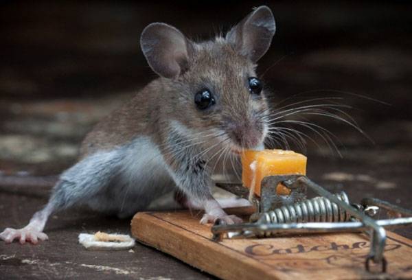 Mousetrap