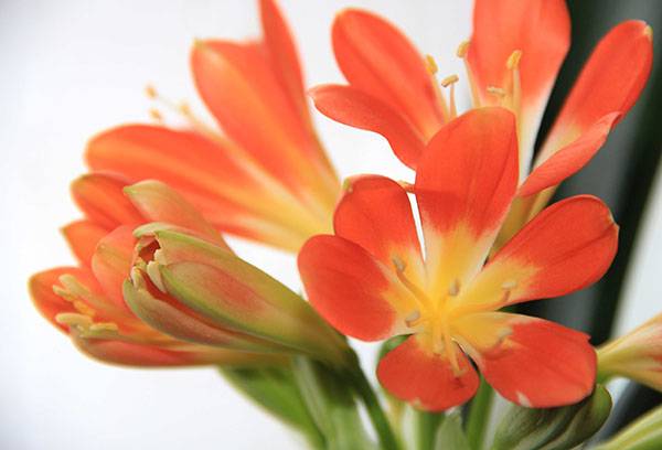 Blooming clivia